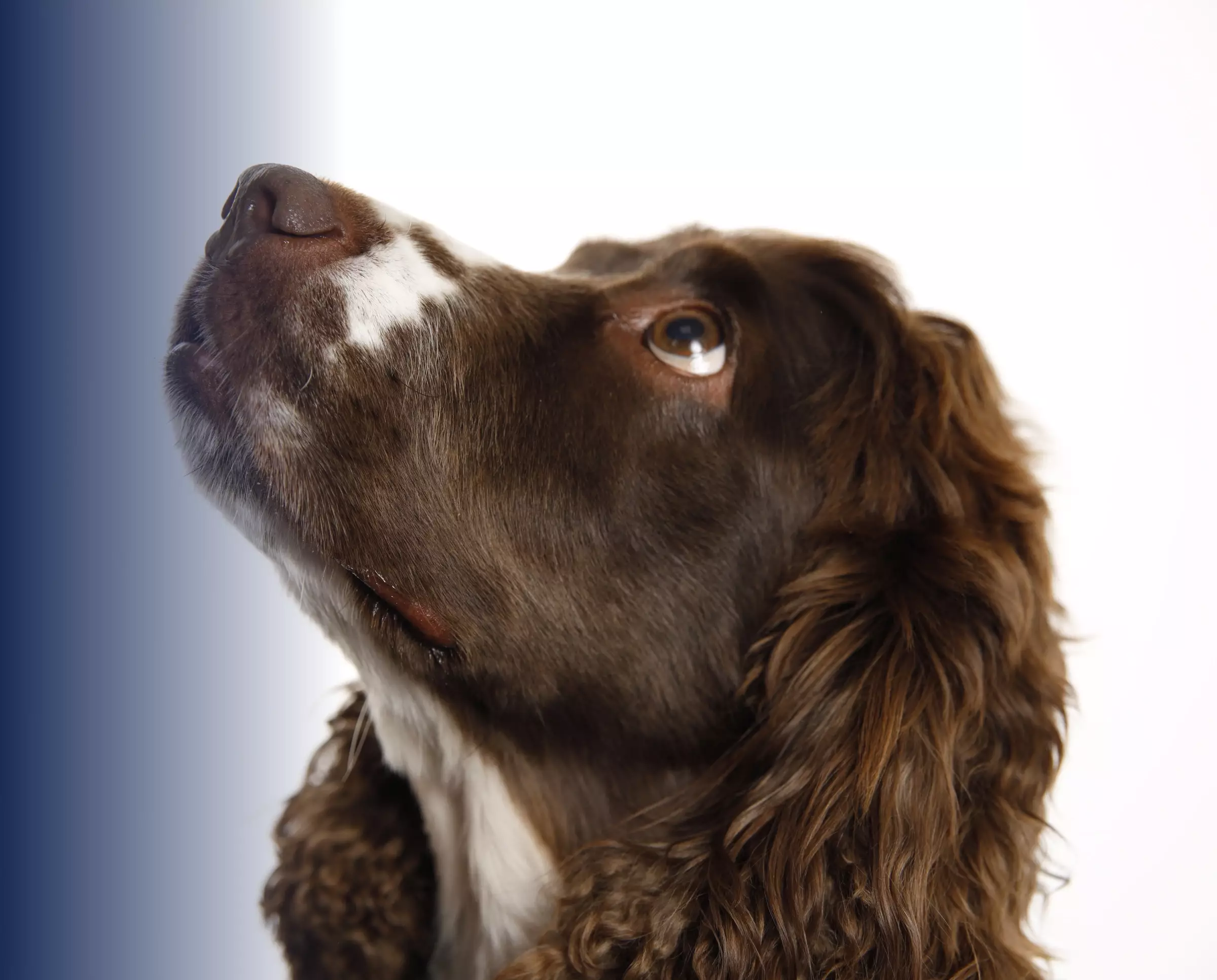 Nelly, Dargonfly Crowds Head of Barketing